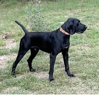 JT’S JETT SOUTHERN STAR