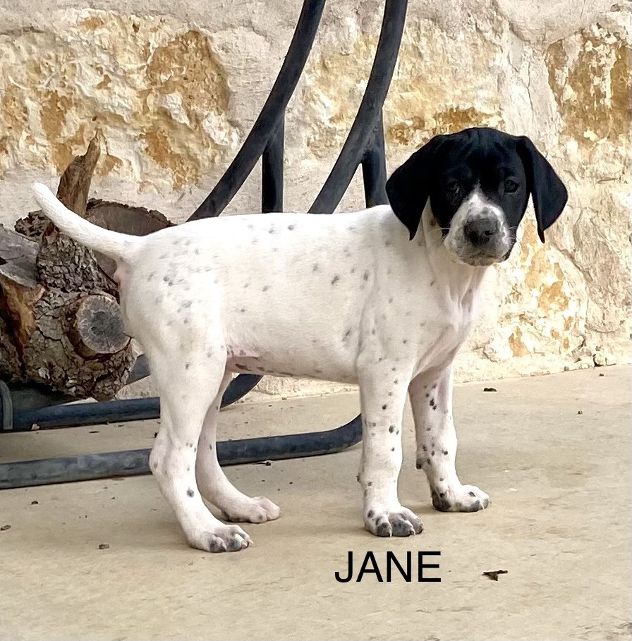 AUGUSTUS X MILLIES JANE