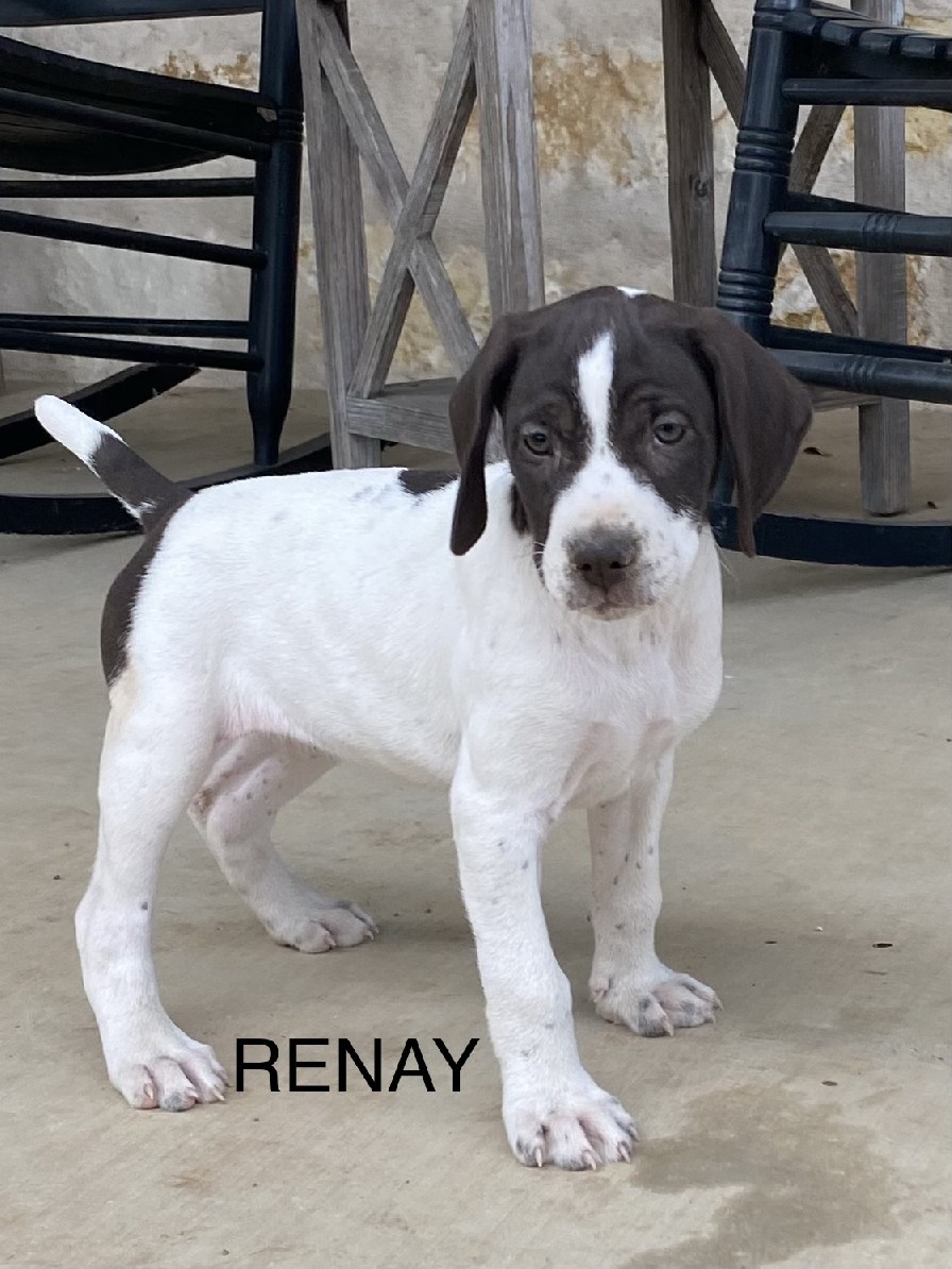 AUGUSTUS X MILLIES RENAY