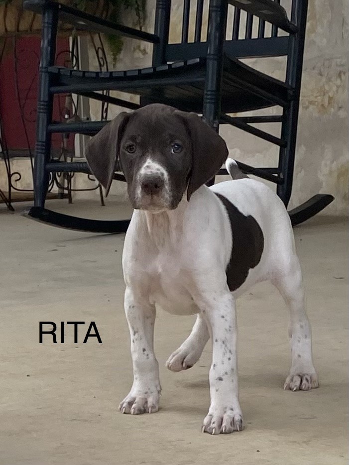 AUGUSTUS X MILLIES RITA 