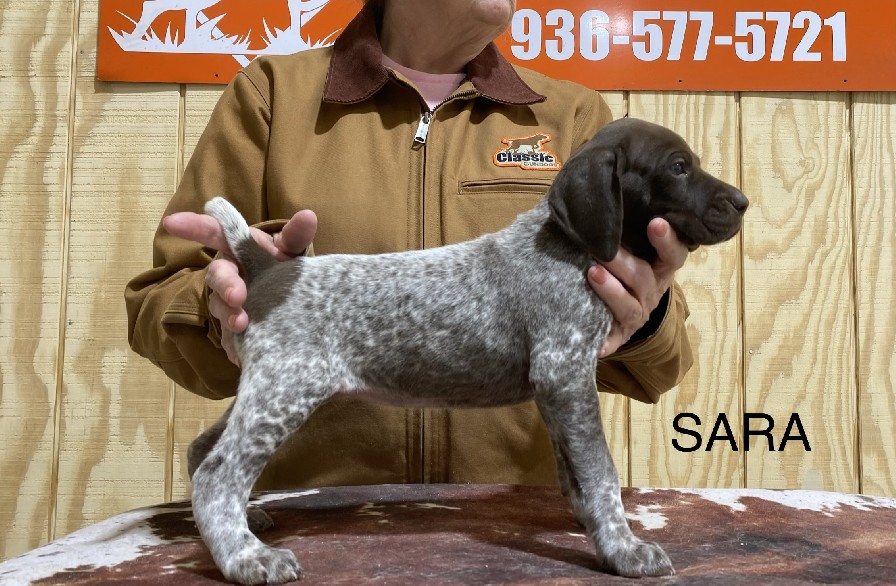 CH COLT X SHILOHS SARA