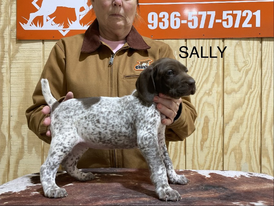 CH COLT X SHILOS SALLY