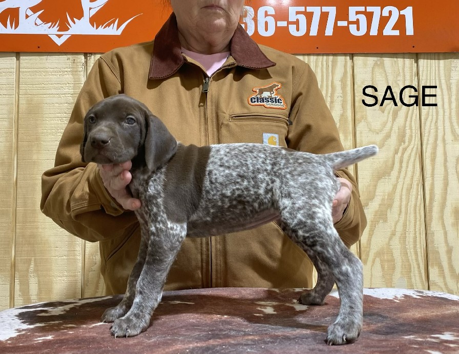CH COLT X SHILOHS SAGE