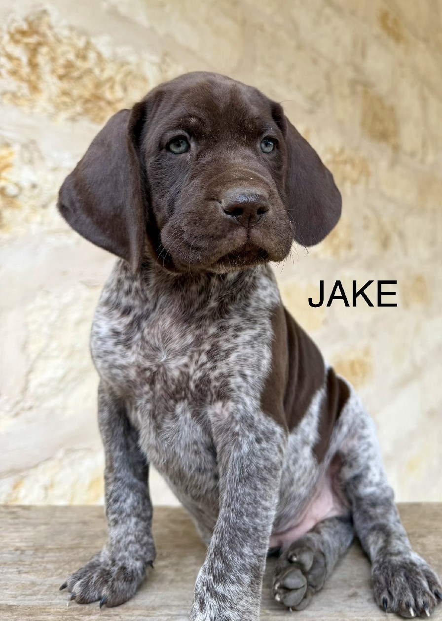 HAZEL X GOOSE / JAKE