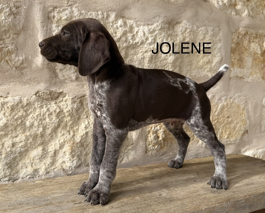 HAZEL X GOOSE / JOLENE