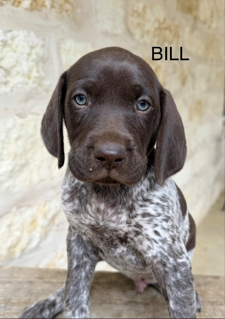 HAZEL X GOOSE / BILL