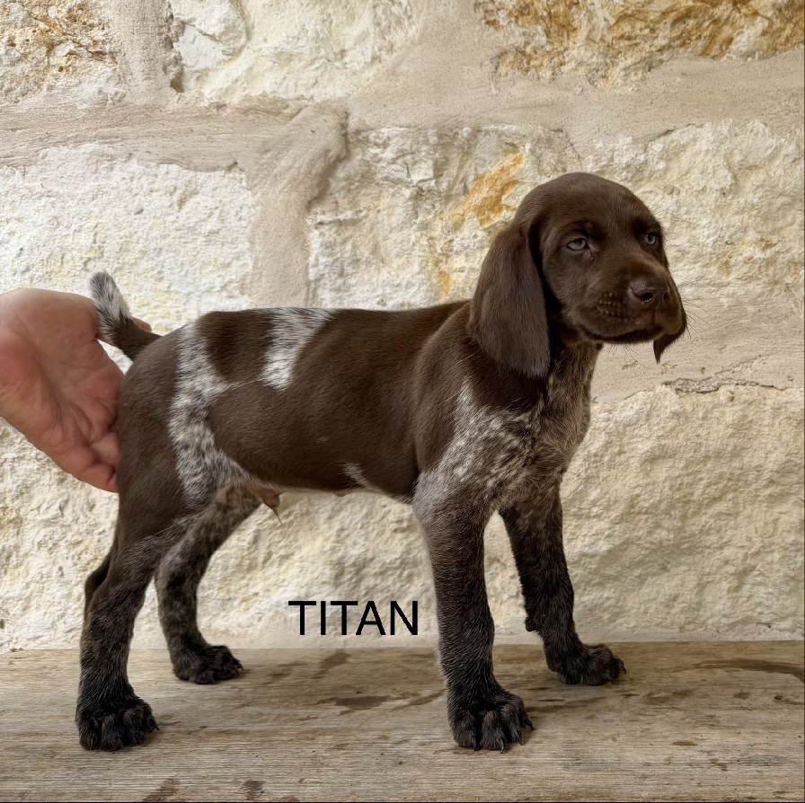 HAZEL X GOOSE / TITAN