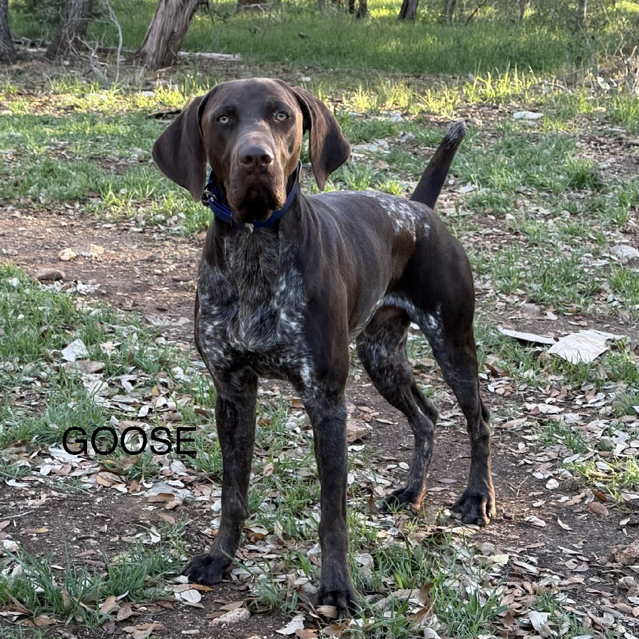 ALVARADO FARMS JAKE 