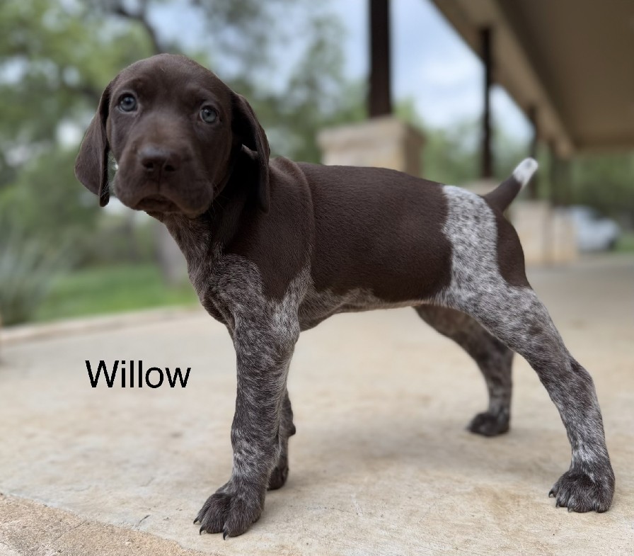 HANNAH X JAKES / WILLOW