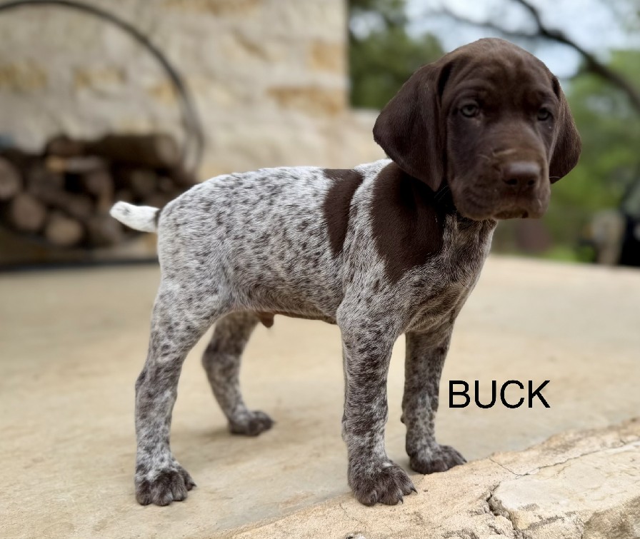 HANNAH X JAKES / BUCK