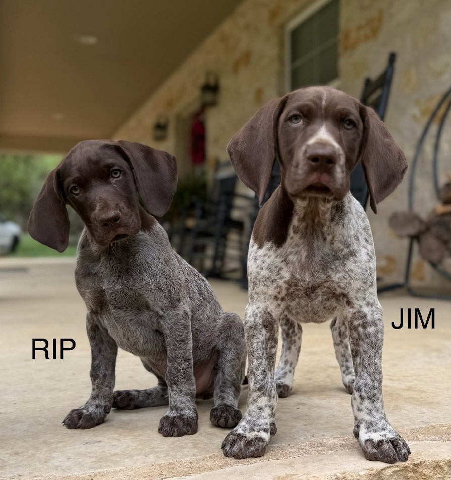 PHOEBE X COLT / RIP