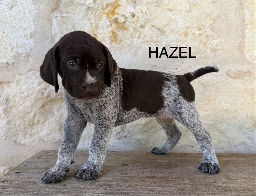 MAXIMILIAN X MILLIE / HAZEL