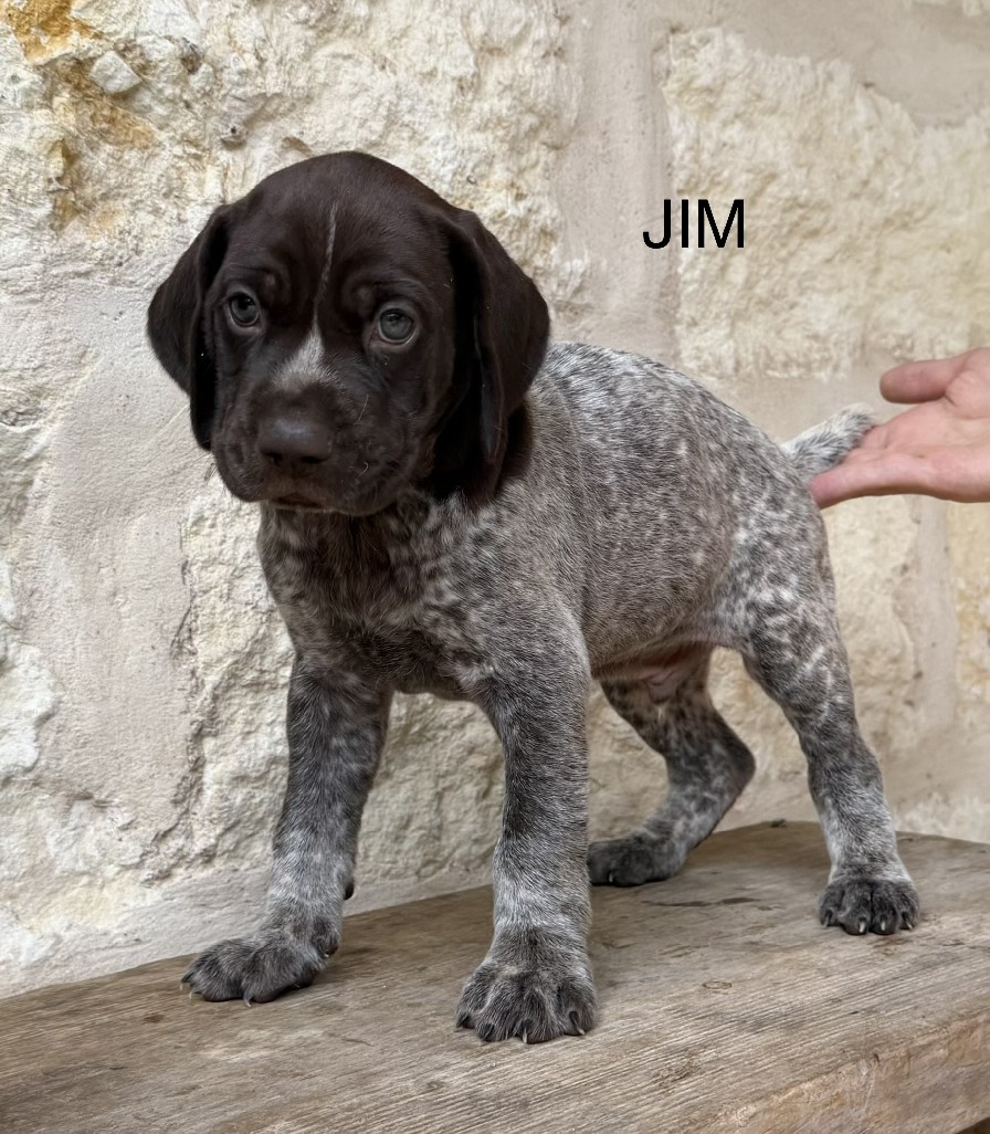 CH COLT X SUE / JIM