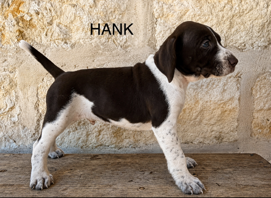 MAXIMILIAN X MILLIE / HANK