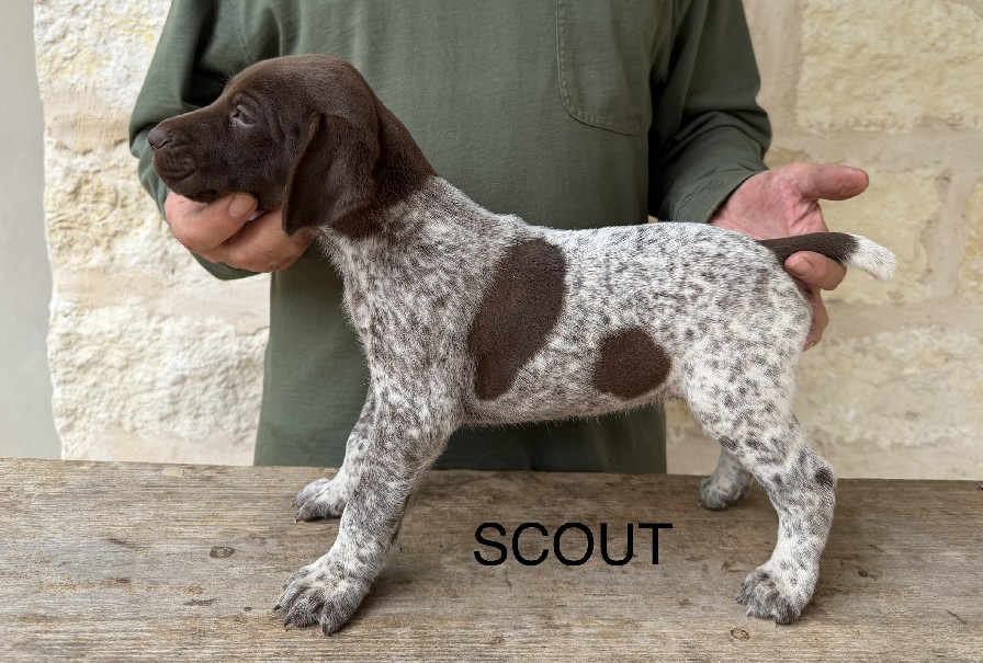 CHCOLT X SUE / SCOUT