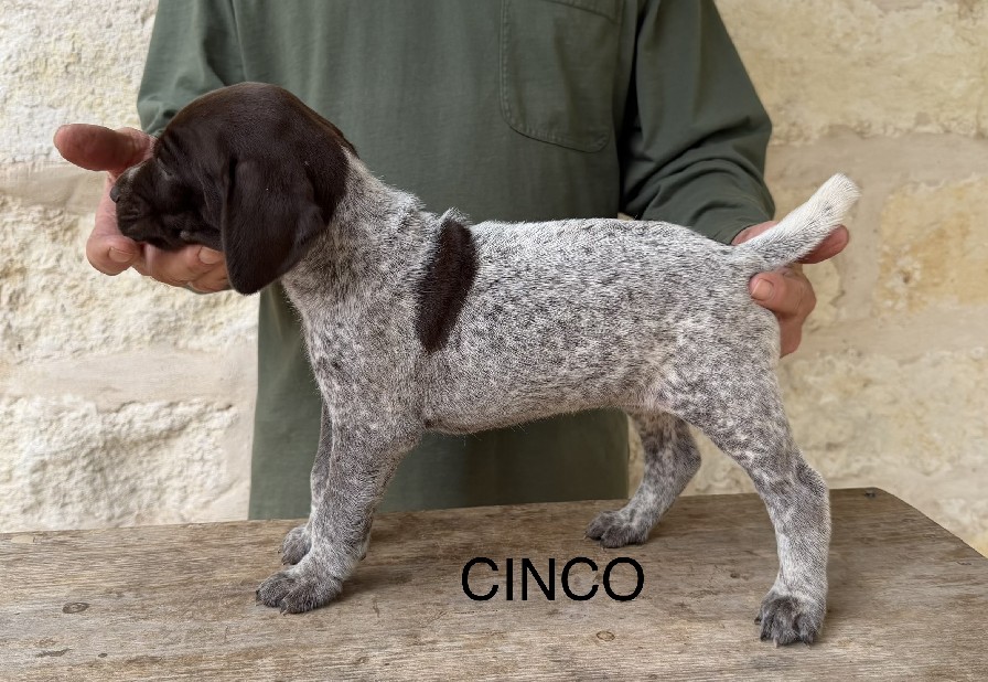 CH COLT X SUE / CINCO