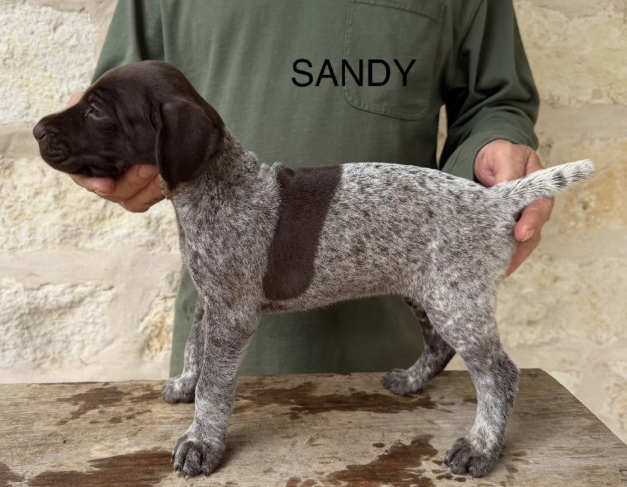 CH COLT X SUE / SANDY