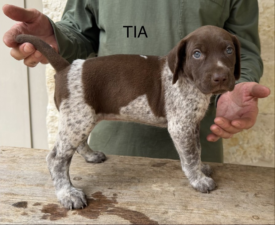 CH COLT X SUE / TIA