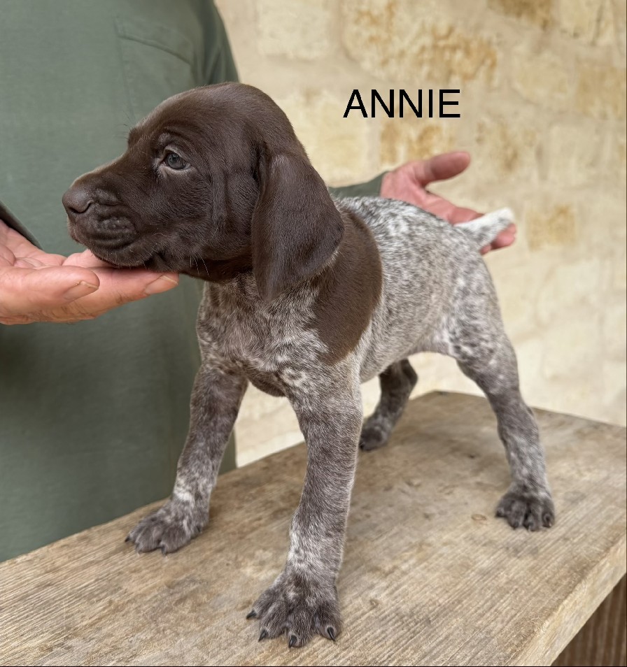 CH COLT X SUE /ANNIE