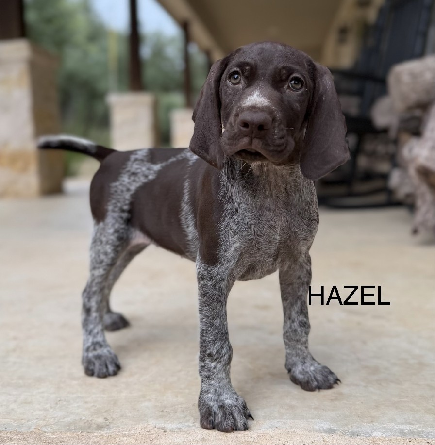 AUGUSTUS X MAY / HAZEL