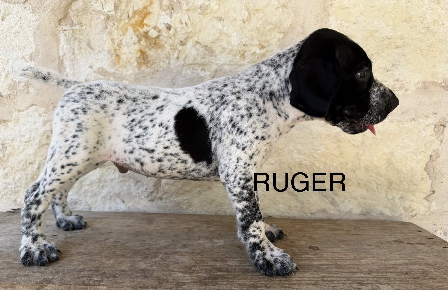 MAXIMILIAN X MILLIE / RUGER