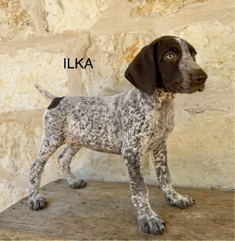 MAXIMILIAN X RAMBLIN MILLIE / ILKA