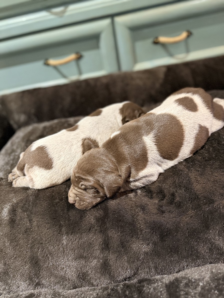 GEORGIA X MAXIMILLIAN