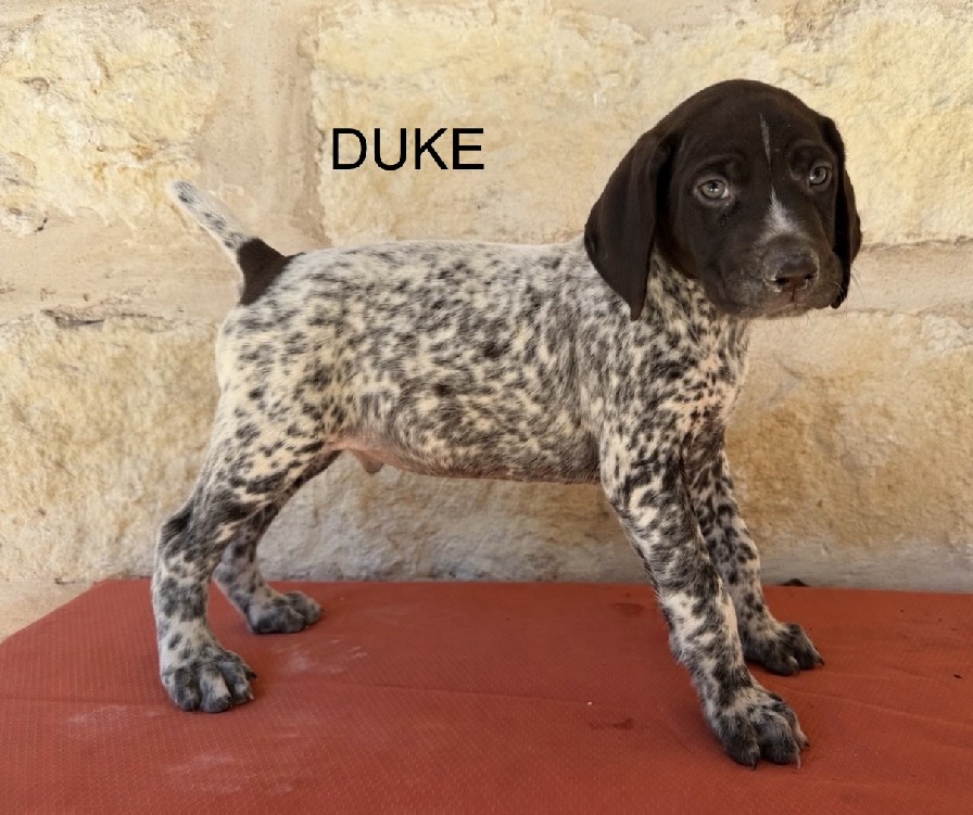 PABLO X WILLOWS DUKE